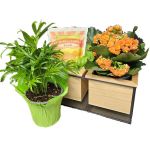 Attractive Indoor Planter & Goodies
